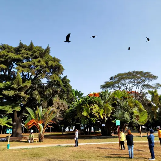 Descubra o Parque dos Falcões em Itabaiana: Um Passo a Passo para sua Visita Descubra o Parque dos Falcões em Itabaiana: Um Passo a Passo para sua Visita