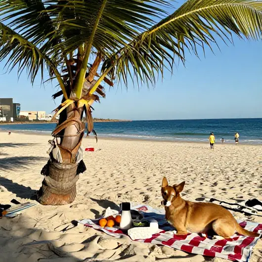 Guia das 23 melhores opções de viagem com pets em Aracaju