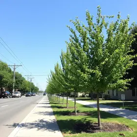 Comunidade aprova plantio de árvores na Avenida Hermes Fontes plantio de árvores na Avenida Hermes Fontes