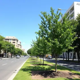 arborização