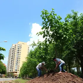 Prefeitura amplia arborização de Aracaju com plantio de árvores e ações ambientais Prefeitura de Aracaju