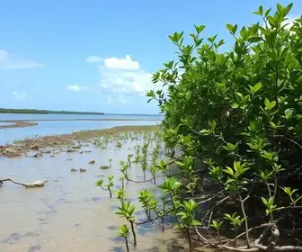 Prefeitura de Aracaju realiza plantio de mudas de mangue na Zona de Expansão Prefeitura de Aracaju